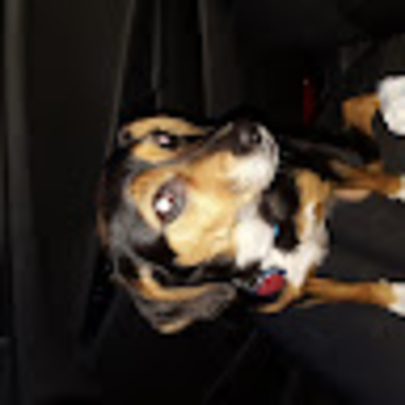 Meet your Posher, Nia - Picture 1 of 1